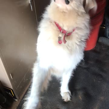 Wulfie breakfast adventure!