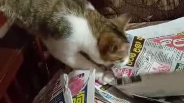 Do cats eat newspapers?
