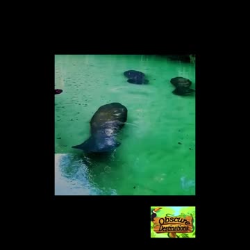 Peak Manatee Season Starts Next Month