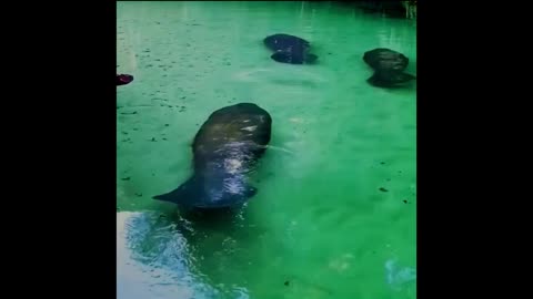 Peak Manatee Season Starts Next Month