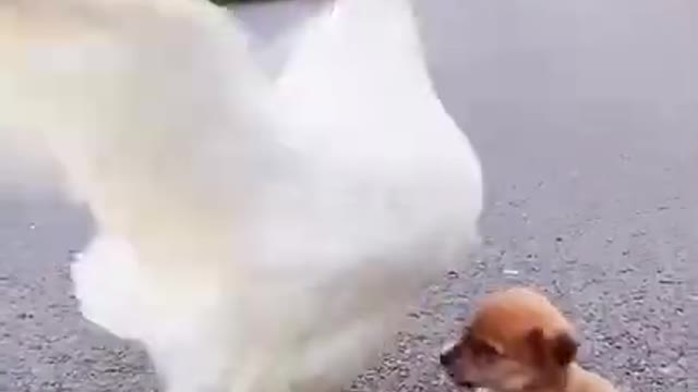 dog nd duck fight