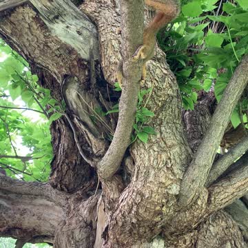 Squirrelly Bob trying to nap when it’s 99*F out.