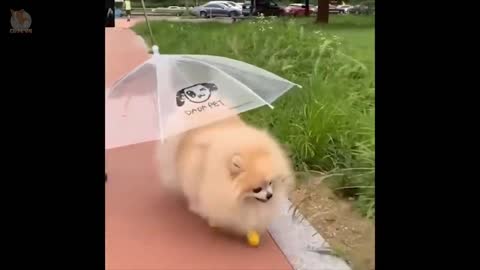 Funny Pomeranian. Cutie