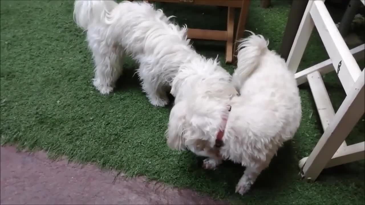 Stay at home and have fun with adorable dogs and a cat playing together they became real friends