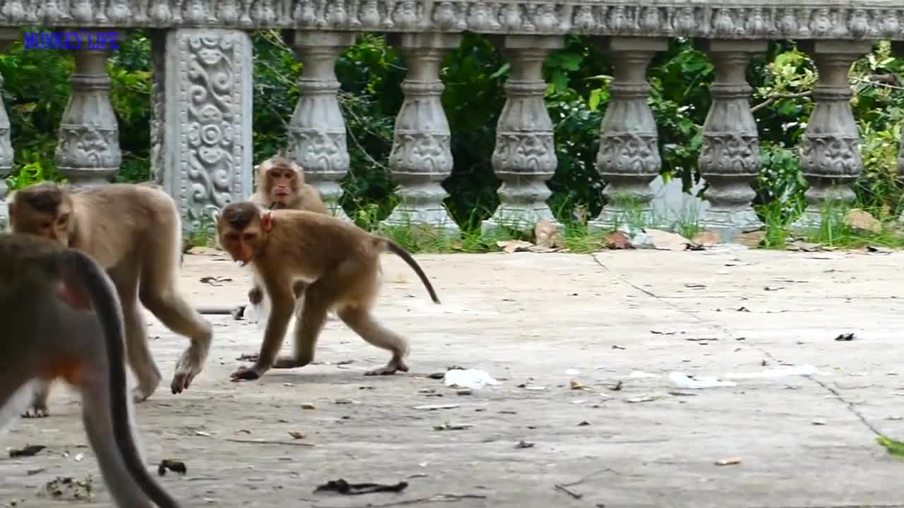 attack between monkey and snake