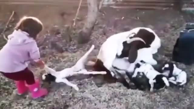 AMAZING LITTLE GIRL HELP DELIVERED A BABY SHEEP (BIRTH) INSPIRATIONAL REACTION