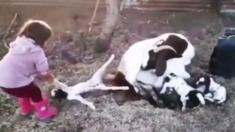 AMAZING LITTLE GIRL HELP DELIVERED A BABY SHEEP (BIRTH) INSPIRATIONAL REACTION