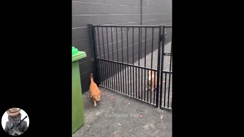 Totally random funny animal videos, try not to laugh 2021 Gangster Pet, AMAZING