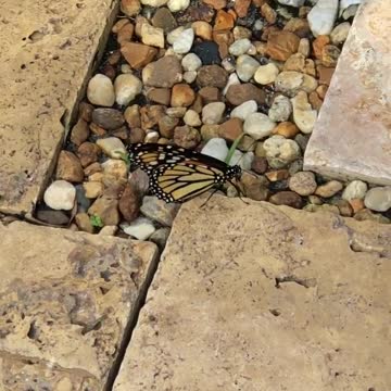 A Beautiful Monarch Butterfly
