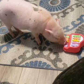 That Pig's Got Talent