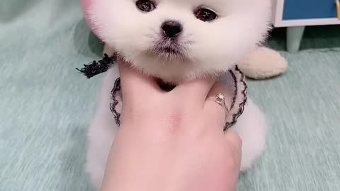 Cute dog