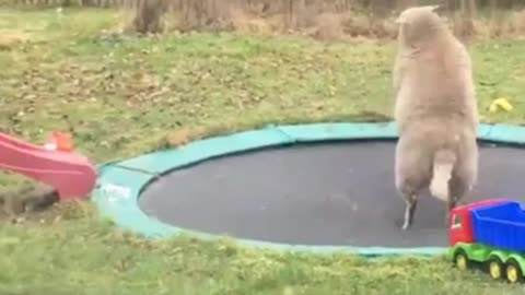 Everyone loves a trampoline!