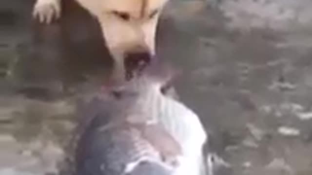 Emotional Moment Dog try to save fish 😭❤