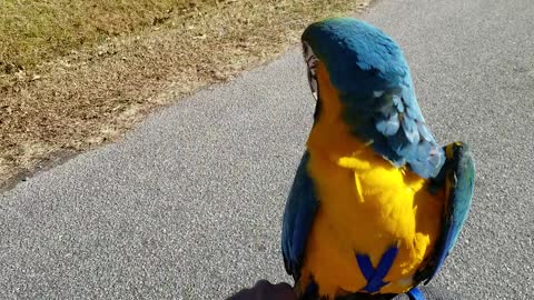 Harlequin Macaw Enjoys a Lovely Bike Ride