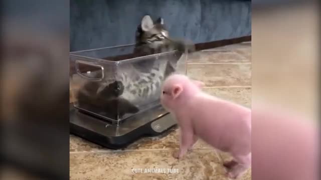 AWW! Cute Baby Animal Videos Compilation 2022