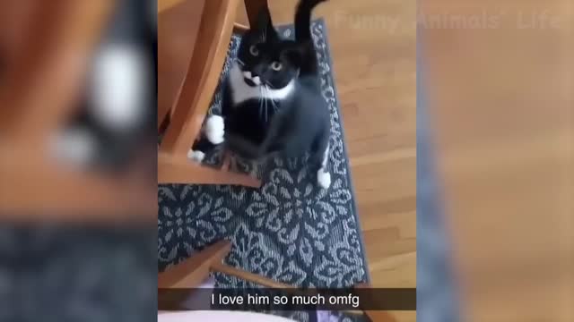 Best Funny Animals Videos Of The Month