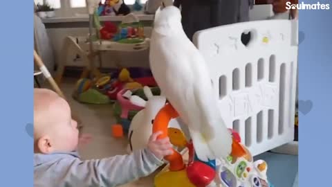 Cockatoo And Baby Boy Do Everything Together - The Dodo Soulmatesp4