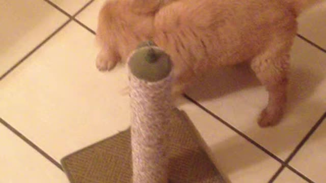 Golden Retriever puppys playing!