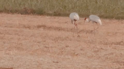 What is the name of this biggest bird