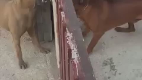 Deux chiens qui déteste la séparation