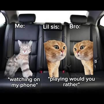 Catmemes Roadtrip Happy Happy Happy!!