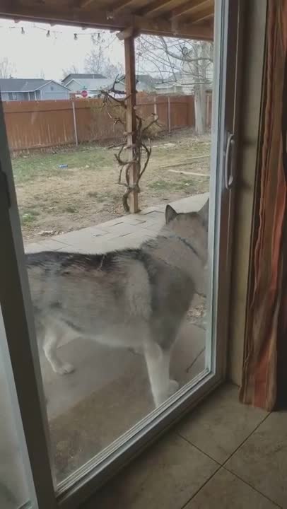 Siberian Husky Opens Door By Himself