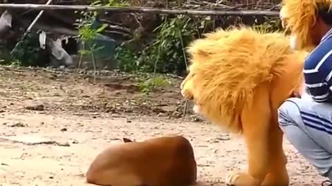 Troll Prank Dog Funny & fake Lion and Fake Tiger Prank To dog & Huge Box Prank to dog