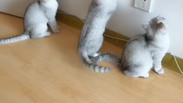 two kittens playing