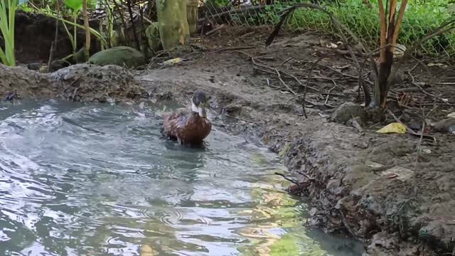 Bathing time guys quack! 😁