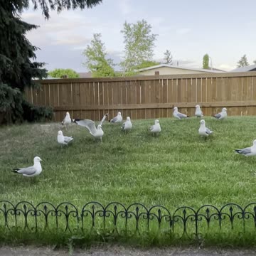 Seagulls and crackers