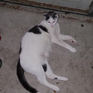 Lokie relaxing in the garage