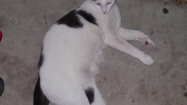 Lokie relaxing in the garage