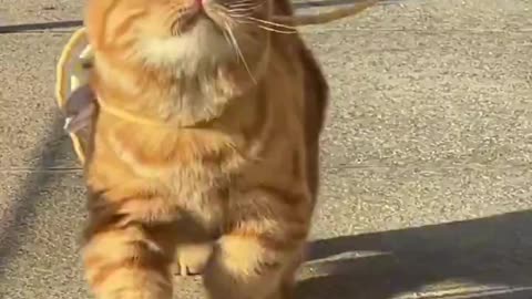 cat taking a walk