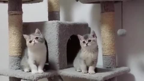 Cat kittens animals