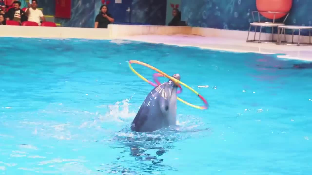 Dolphin best of dubai dance