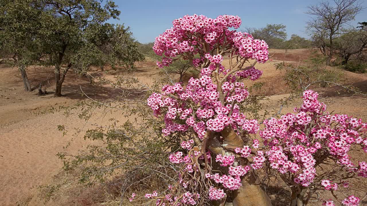 INCRÍVEIS imagens de ROSA DO DESERTO no AMBIENTE NATURAL