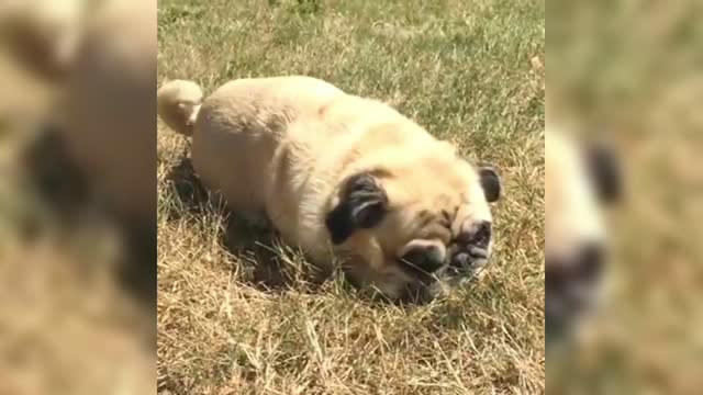 Pug thinks that no one can see him like this