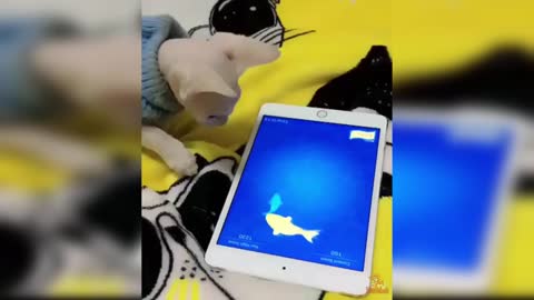 Cat Reaction to Tech Product - Funny Cat with Tech Product