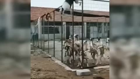 Funniest and cutest animal compilation