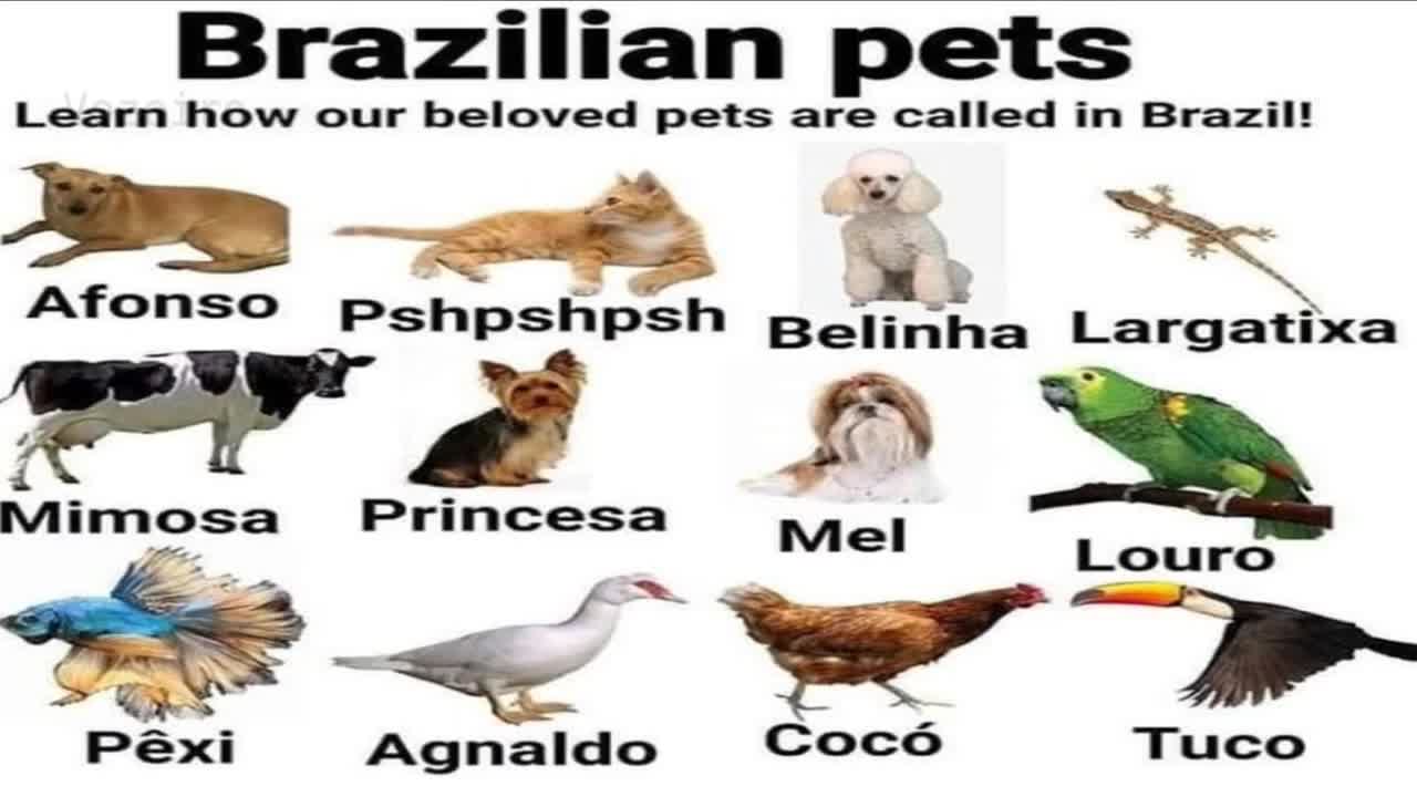 Brazilian pets