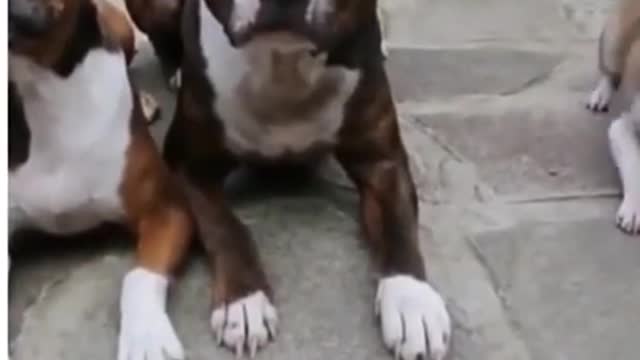 🤣 Videos Random y Graciosos de Animales 🐱🐶 Compilación de Mascotas Graciosas