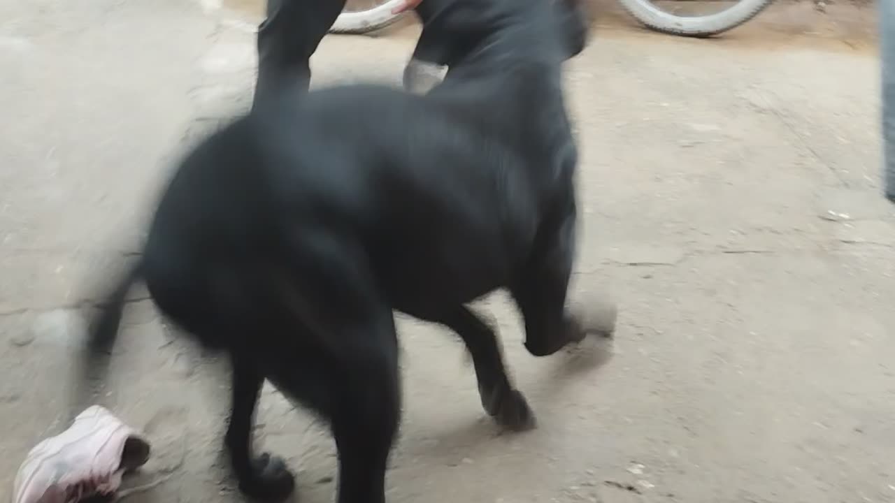 Dog