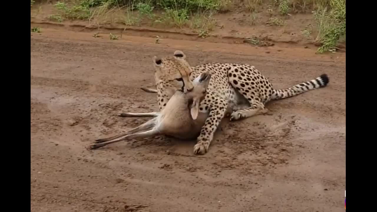 cheetah hunting antelope