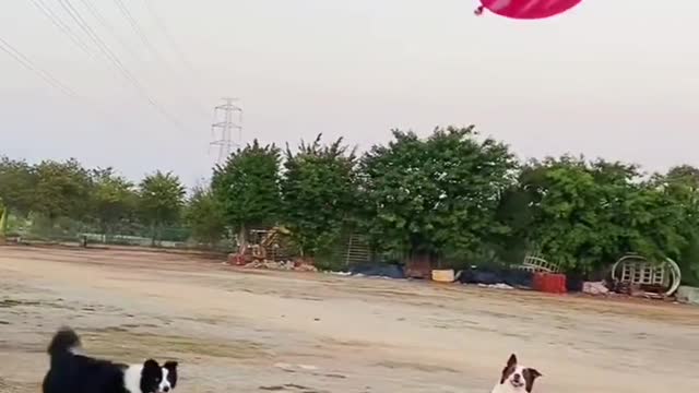 Dog was playing football