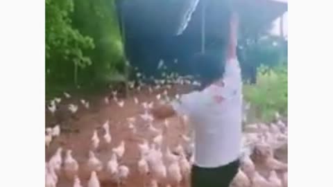 Chicken warriors... follow his king to attack..