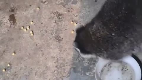 my spirit animal