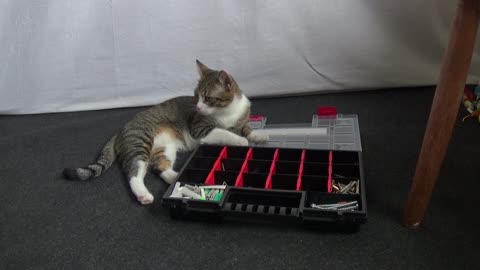 Curious Kitten Discovers a Toolbox