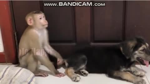 Funny Dog & Monkey