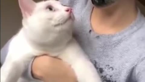 Comedy with cat|| funny and cute cat animal video #97#96#shorts