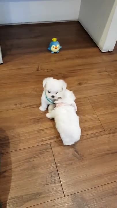 The World's Smallest Maltese videos lovely and cutest puppy video - Teacup puppies